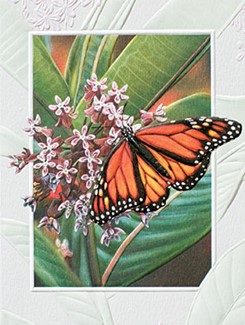 Monarch Butterfly | American made boxed notes