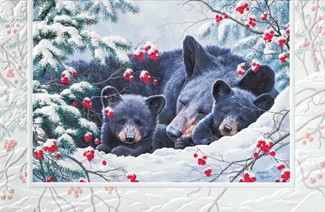 Cozy | Wildlife themed boxed Christmas cards