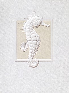 Seahorse Saunter | Boxed Notes