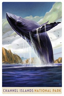 Channel Islands NP Breaching Whale Magnetic Postcard | Made in USA