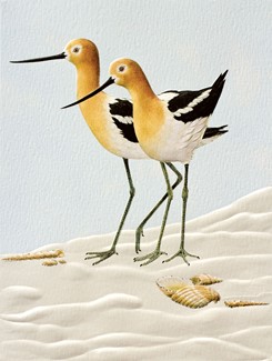 Avocets | Boxed Notes