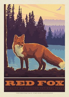 National Park Wildlife Red Fox Postcard | USA Made