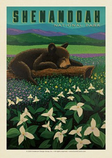 Shenandoah NP Wildflower Cub Postcard