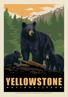 Yellowstone National Park Black Bear Family Postcard | USA Made