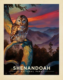 Shenandoah Barred Owl 8"x10" Print | American Made