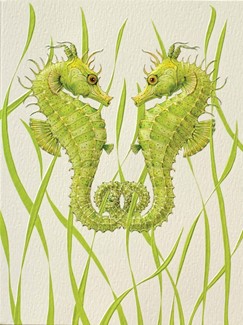 Seahorse Duo | Boxed Notes