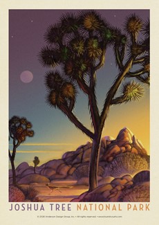 Joshua Tree NP Into the Evening Postcard | Postcards