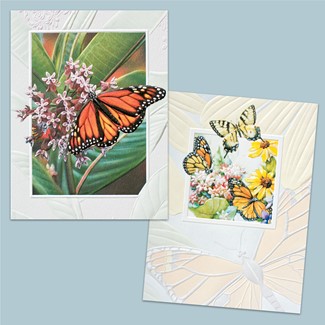 Butterflies | Butterfly boxed note cards