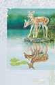 Fawns In Reflection (FRIN) Folded - W/Env