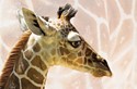 Baby Giraffe Folded - W/Env