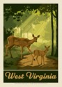 West Virginia Deer Postcard