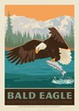 National Park Wildlife Bald Eagle Postcard