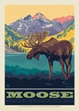 National Park Wildlife Moose Postcard