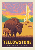 Yellowstone NP Old Faithful Bisons Postcard