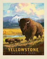 Yellowstone NP American Bison 8" x 10" Print